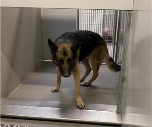 German Shepherd Dog Dogs for adoption in Modesto, CA, USA