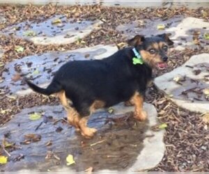 Dachshund-Unknown Mix Dogs for adoption in Valparaiso, IN, USA