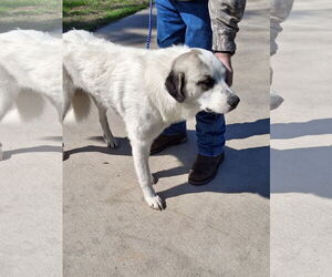 Anatolian Shepherd-Great Pyrenees Mix Dogs for adoption in Higley, AZ, USA
