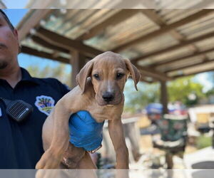 American Pit Bull Terrier-Unknown Mix Dogs for adoption in HESPERIA, CA, USA