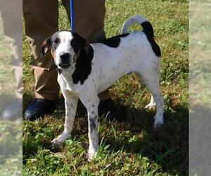 Black and Tan Coonhound-Labrador Retriever-Unknown Mix Dogs for adoption in Newnan, GA, USA