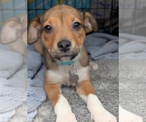 Retriever -Unknown Mix Dogs for adoption in Holly Springs, NC, USA