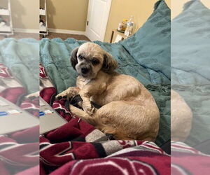 Lhasa Apso Dogs for adoption in Bolivar, MO, USA