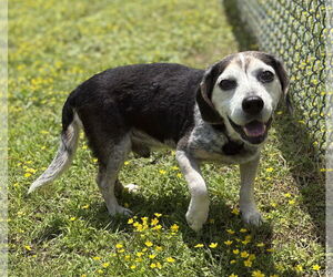 Beagle Dogs for adoption in Virginia Beach, VA, USA