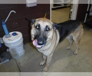 German Shepherd Dog Dogs for adoption in Sanford, FL, USA