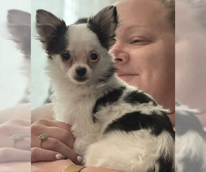 Chiranian Dogs for adoption in Grafton, WI, USA