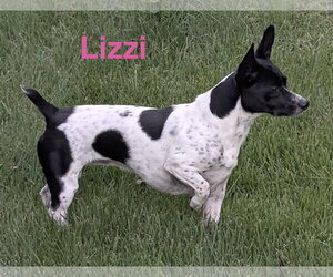 Mutt Dogs for adoption in Topeka, KS, USA