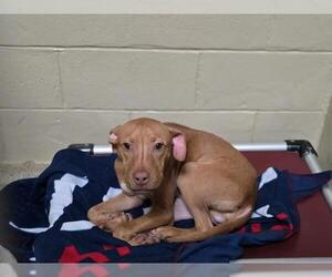 German Shepherd Dog-Unknown Mix Dogs for adoption in Center Township, PA, USA