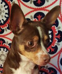 Chihuahua Dogs for adoption in Bloomington, IL, USA