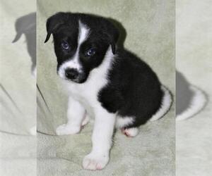 Border-Aussie Dogs for adoption in Attalka, AL, USA