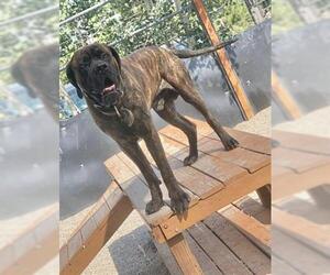 Mastiff Dogs for adoption in Frisco, CO, USA