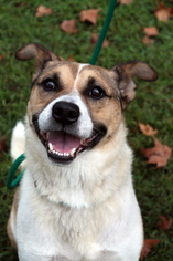 Akita Dogs for adoption in Sparta, TN, USA