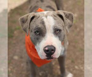 Medium Photo #1 American Staffordshire Terrier-Unknown Mix Puppy For Sale in San Antonio, TX, USA