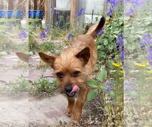 Mutt Dogs for adoption in Salt Lake City, UT, USA