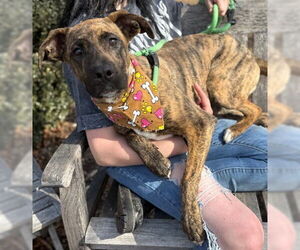 American Pit Bull Terrier-Unknown Mix Dogs for adoption in Warrenton, VA, USA