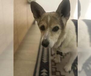 Pembroke Welsh Corgi Dogs for adoption in Santa Maria, CA, USA