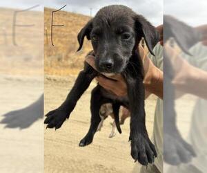 American Pit Bull Terrier Dogs for adoption in Bakersfield, CA, USA