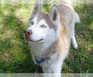 Siberian Husky Dogs for adoption in Tallahassee, FL, USA