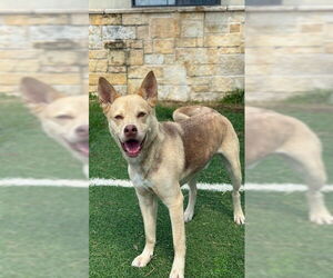 Carolina Dog Dogs for adoption in Sugar Land, TX, USA