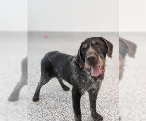 Spinone Italiano Dogs for adoption in Vaughan, Ontario, Canada