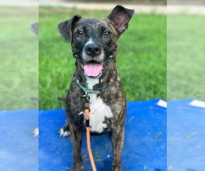 American Pit Bull Terrier-Plott Hound Mix Dogs for adoption in Pacolet, SC, USA