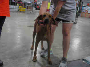 Redbone Coonhound Dogs for adoption in Conroe, TX, USA