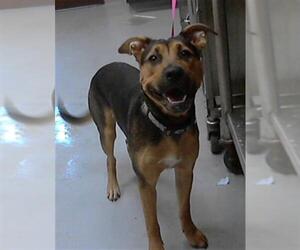 German Shepherd Dog Dogs for adoption in Fayetteville, NC, USA