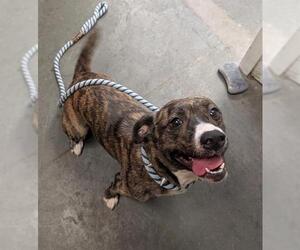 Australian Shepherd-Staffordshire Bull Terrier Mix Dogs for adoption in Santa Cruz, CA, USA