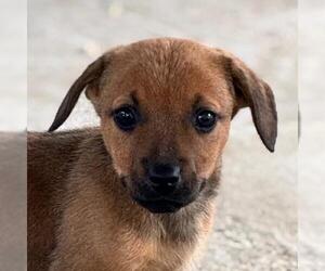 Basset Hound-Unknown Mix Dogs for adoption in Yardley, PA, USA