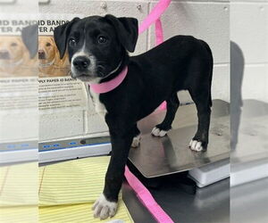 Mutt Dogs for adoption in San Bernardino, CA, USA