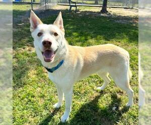 Siberian Husky-Unknown Mix Dogs for adoption in Conroe, TX, USA