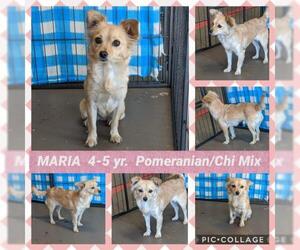 Chiranian Dogs for adoption in Mesa, AZ, USA