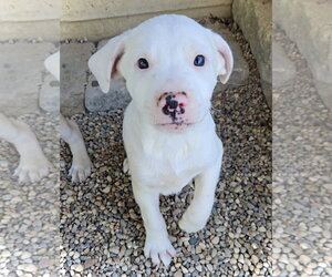 Australian Shepherd-Unknown Mix Dogs for adoption in Estherville, IA, USA