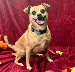 Chihuahua-Unknown Mix Dogs for adoption in Fresno, CA, USA