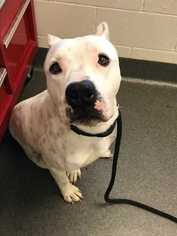 Dogo Argentino Dogs for adoption in Tampa, FL, USA