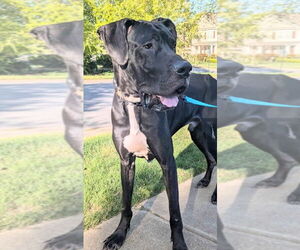Great Dane Dogs for adoption in Bullard, TX, USA