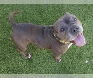 Free-Lance Bulldog Dogs for adoption in Camarillo, CA, USA