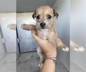 American Pit Bull Terrier Dogs for adoption in Houston, TX, USA