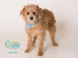 Malchi Dogs for adoption in Camarillo, CA, USA