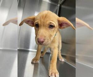 Labrador Retriever Dogs for adoption in Rosenberg, TX, USA