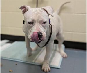 Bullypit Dogs for adoption in Denver, CO, USA