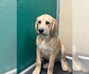 Anatolian Shepherd-Unknown Mix Dogs for adoption in Texas City, TX, USA