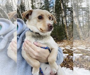 Pembroke Welsh Corgi Dogs for adoption in Winter, WI, USA