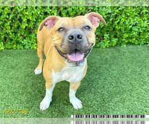 American Staffordshire Terrier-Black Mouth Cur Mix Dogs for adoption in West Palm Beach, FL, USA