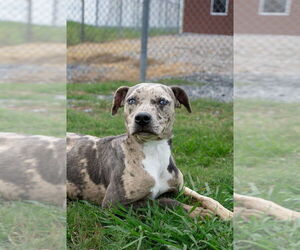 Catahoula Leopard Dog-Unknown Mix Dogs for adoption in Abbeville, LA, USA