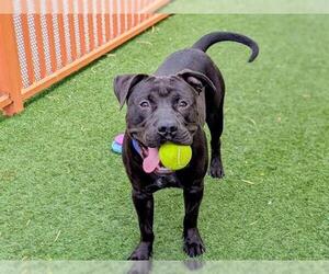American Pit Bull Terrier-Unknown Mix Dogs for adoption in Las Vegas, NV, USA