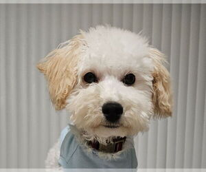Cock-A-Poo Dogs for adoption in Wheaton, IL, USA