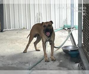 American Pit Bull Terrier-Unknown Mix Dogs for adoption in Ocala, FL, USA