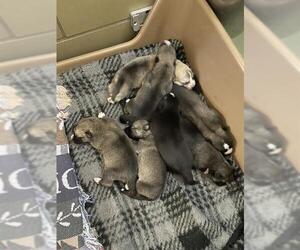 Siberian Husky Dogs for adoption in Riverside, CA, USA