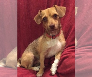 Chiweenie Dogs for adoption in Tomball, TX, USA